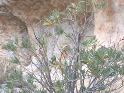 Rambla Perea-Mula 2018